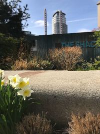 Flowers growing in city
