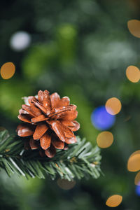 Close-up of pine cone on christmas tree against defocused lights