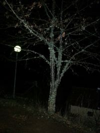 Bare trees in the dark