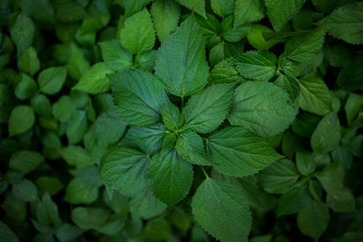 Close-up of green leaves