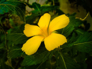 Close-up of yellow flowering plant