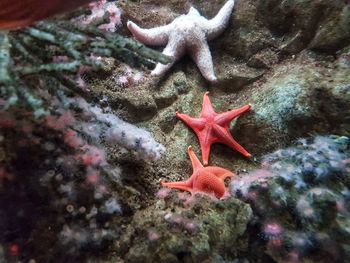 Close-up of coral in sea