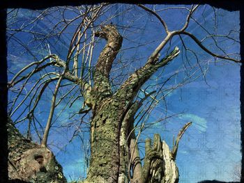 Low angle view of bare trees against sky