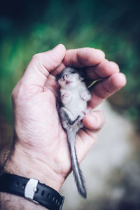 Small wounded dormouse in the hand of a man