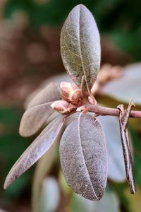 Budding leaves in spring