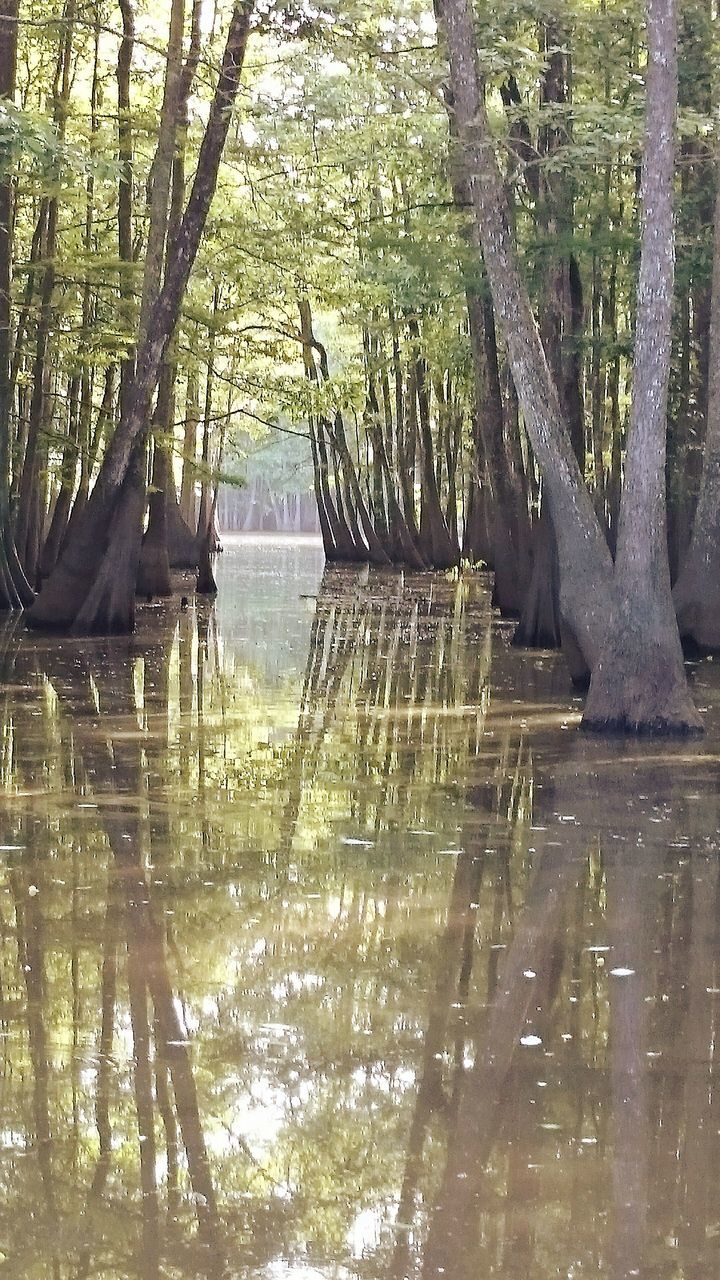 water, tree, tranquility, nature, built structure, scenics, tranquil scene, sea, tree trunk, architecture, reflection, beauty in nature, day, outdoors, branch, growth, sunlight, no people, travel destinations, idyllic