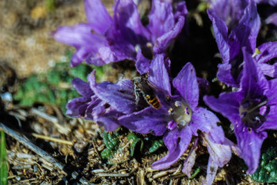 Close-up of insect on purple flowering plant