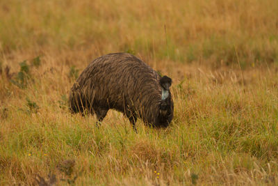 Emu on grassy field