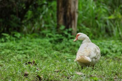 Rear view of duck perching on grassy field