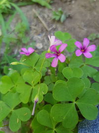 High angle view of pink flowering plant leaves