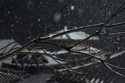 Close-up of wet frozen tree during rainy season