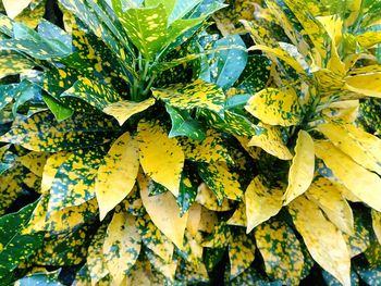 Close-up of fresh yellow leaves