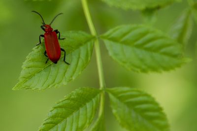 Close-up of insect on leaf