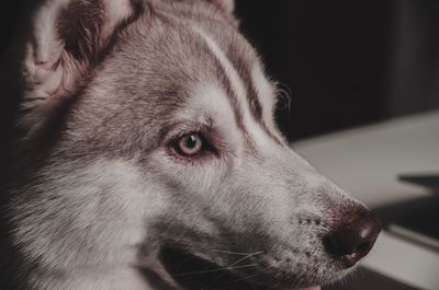 Close-up of a dog looking away