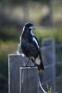 Close-up of bird perching on wooden post