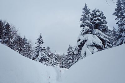 Low angle view of trees against sky during winter