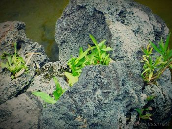 High angle view of plant