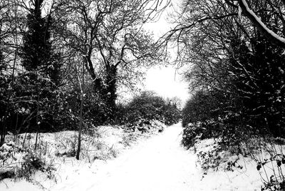 Low angle view of trees against sky