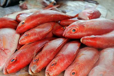 Close-up of fish for sale at market