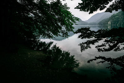Trees by lake in forest against sky