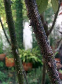 Close-up of lizard on tree trunk in forest