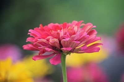 Close-up of pink flower