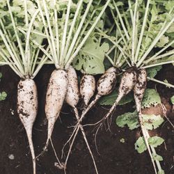 Close-up of vegetables on plant