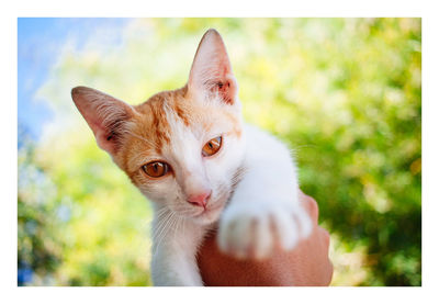 Close-up portrait of cat against plants