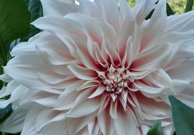 Close-up of white dahlia