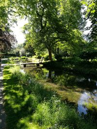 Scenic view of lake in forest