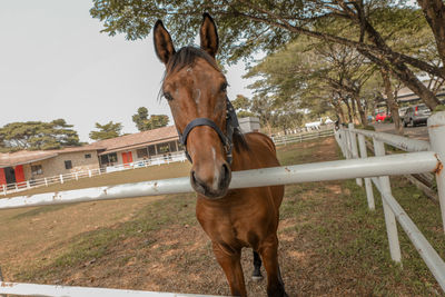 Horse standing in ranch