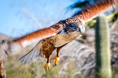 Close-up of eagle