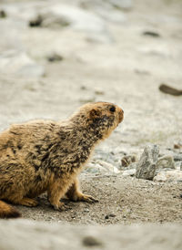 A himalayan marmot looking away from the camera in ladakh, india