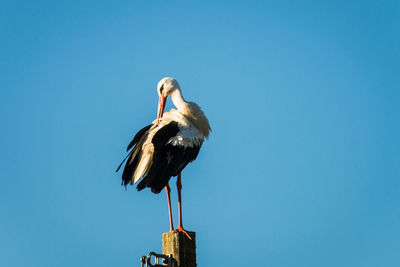 Low angle view of bird perching against clear blue sky