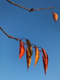 Low angle view of plant against clear blue sky