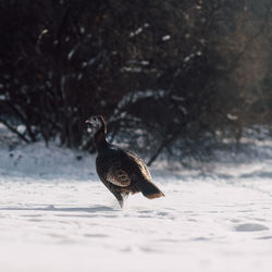 Bird on snow during winter