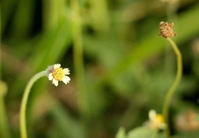 Close-up of insect on flower blooming outdoors