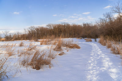 Snow covered plants by trees against sky