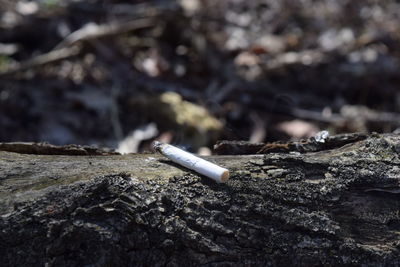 Burnt cigarette on wood