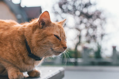 Close-up of a cat looking away