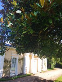 Trees against built structure