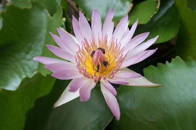 Close-up of bee pollinating on lotus blooming outdoors