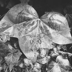 Close-up of leaves