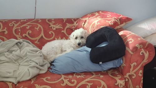 Dog resting on sofa at home