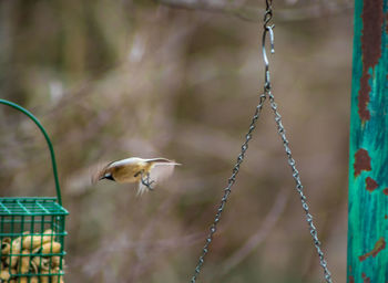 Close-up of bird flying