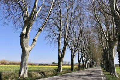 Road amidst bare trees on field against sky