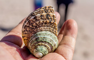 Close-up of hand holding shell