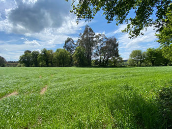 Scenic view of field against sky