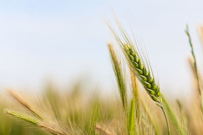 Close-up of wheat growing on field against sky