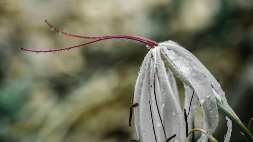 Close-up of wet flower on plant